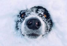 Минута отдыха Весёлые приключения собак в сугробах Животные 