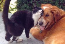 Минута отдыха Такие милые отношения кошек с собаками Животные 