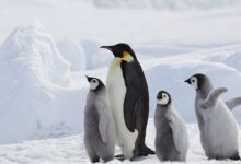 Минута отдыха 20 января - День осведомленности о пингвинах Интересное 