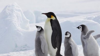 Минута отдыха 20 января - День осведомленности о пингвинах Интересное 