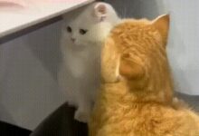 Минута отдыха Невозможно оторваться Анекдоты 