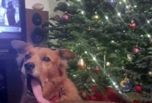 Минута отдыха Веселые животные в атмосфере новогоднего веселья Животные 