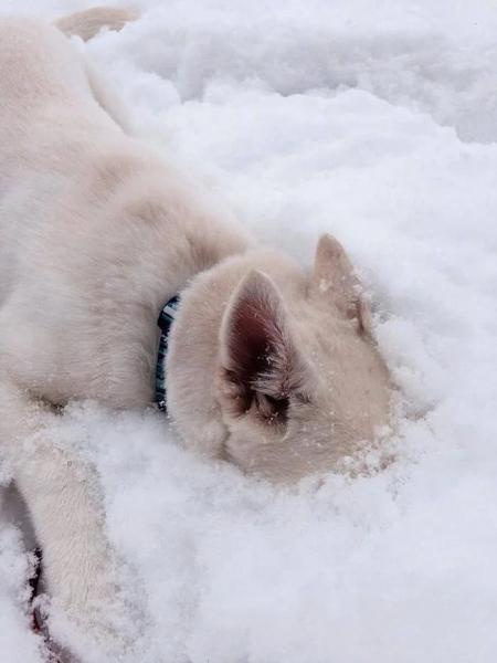 Минута отдыха Зимние игры братьев наших меньших в снегу Животные  