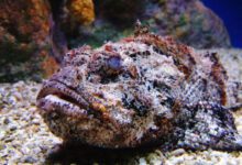 Минута отдыха Самые опасные рыбы, с которыми лучше не связываться Животные 