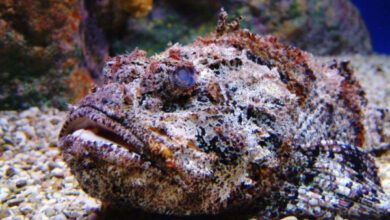 Минута отдыха Самые опасные рыбы, с которыми лучше не связываться Животные  Минута отдыха Самые опасные рыбы, с которыми лучше не связываться Животные