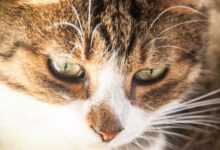 Минута отдыха Как эффективно помочь бездомным животным: есть 5 способов Животные 