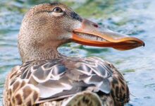Минута отдыха Широконоска: утка с необычным клювом Интересное 