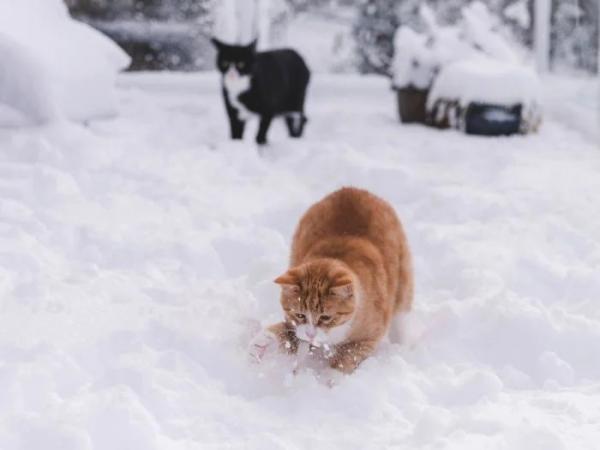 Минута отдыха Зимние игры братьев наших меньших в снегу Животные  