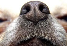 Минута отдыха Почему у собак холодный и мокрый нос? Интересное 