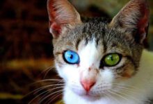 Минута отдыха Уникальность взгляда котеек и многообразие гетерохромии Животные 