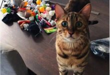 Минута отдыха Открываем секретные тайники и сокровища котиков Животные 