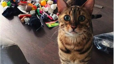 Минута отдыха Открываем секретные тайники и сокровища котиков Животные 