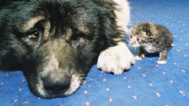 Минута отдыха Можно ли подружить кошку с собакой: комфортно будет даже взрослым питомцам Животные 