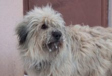 Минута отдыха Почему собака стала метить дома: причины поведения и как отучить Животные 