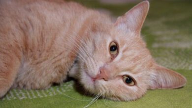 Минута отдыха Как быстро остановить плохое поведение кошки: одно простое действие – и питомец перестанет «хулиганить» Животные 