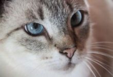 Минута отдыха Как защитить провода от кота, а кота – от проводов: решение проблемы найдете в строительном магазине Животные 