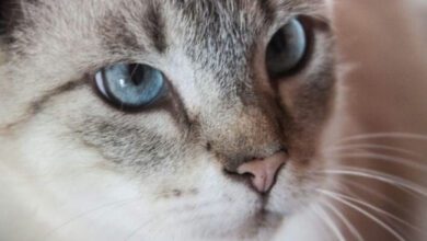 Минута отдыха Как защитить провода от кота, а кота – от проводов: решение проблемы найдете в строительном магазине Животные  Минута отдыха Как защитить провода от кота, а кота – от проводов: решение проблемы найдете в строительном магазине Животные