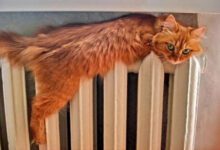Минута отдыха Радиатор для кота – настоящая находка в холодное время года Животные 