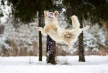 Минута отдыха Зимние игры братьев наших меньших в снегу Животные 