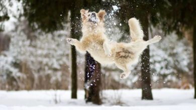 Минута отдыха Зимние игры братьев наших меньших в снегу Животные  Минута отдыха Зимние игры братьев наших меньших в снегу Животные