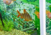 Минута отдыха Почему аквариум покрывается зеленым налетом: 6 наиболее вероятных причин Животные 