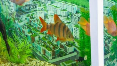 Минута отдыха Почему аквариум покрывается зеленым налетом: 6 наиболее вероятных причин Животные  Минута отдыха Почему аквариум покрывается зеленым налетом: 6 наиболее вероятных причин Животные