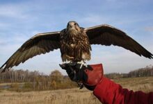 Минута отдыха Соколиная охота Интересное 