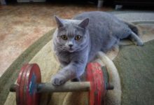 Минута отдыха Котики, которые выбрали спорт Животные 