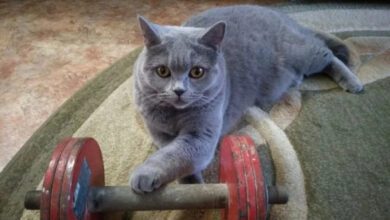 Минута отдыха Котики, которые выбрали спорт Животные 