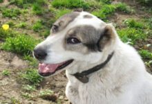 Минута отдыха 3 вещи, которые помогут питомцу поскорее вернуться домой, если он потерялся: доступны каждому Животные 