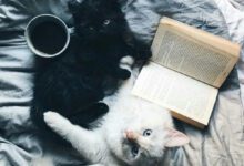 Минута отдыха Котики, которые тоже любят почитать Животные 