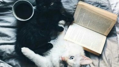 Минута отдыха Котики, которые тоже любят почитать Животные  Минута отдыха Котики, которые тоже любят почитать Животные