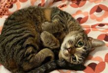 Минута отдыха Прекрасные моменты с котами, которые вызывают любовь к ним Животные 