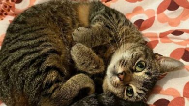 Минута отдыха Прекрасные моменты с котами, которые вызывают любовь к ним Животные 