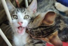 Минута отдыха Пикантные отношения котеек и причины покусываний у пушистых Животные 