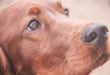 Минута отдыха Собака не доела еду: что должен сделать хозяин – правильное действие и 2 частые ошибки Животные 