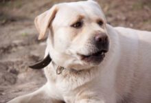 Минута отдыха Будут тихо спать рядом: 6 спокойных пород собак, которые стоит заводить тем, кто ценит уют и комфорт Животные 