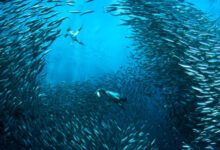 Минута отдыха Можно ли увидеть рыб из космоса? Интересное 