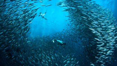 Минута отдыха Можно ли увидеть рыб из космоса? Интересное Минута отдыха Можно ли увидеть рыб из космоса? Интересное