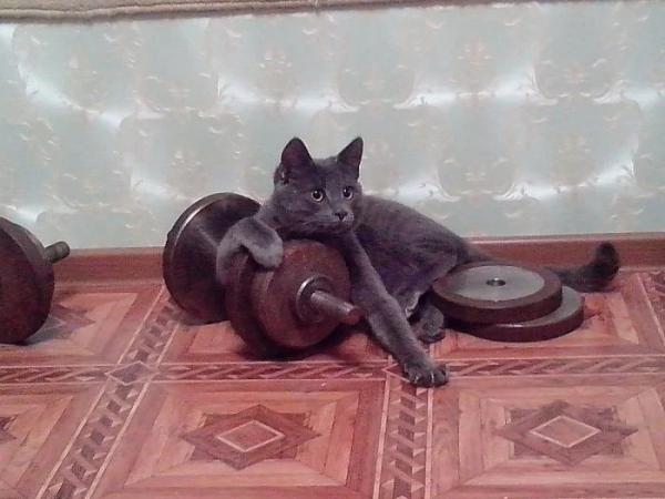 Котики, которые выбрали спорт