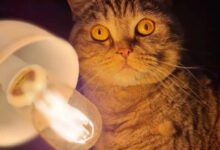 Минута отдыха Уютные и душевные ламповые котики Животные 