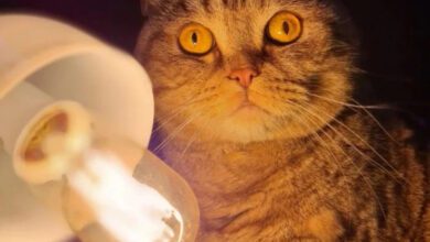 Минута отдыха Уютные и душевные ламповые котики Животные 