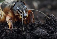 Минута отдыха Медведка: гроза огородов Интересное 