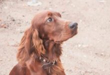 Минута отдыха Какие породы собак лучше всего ладят с детьми: топ-3 Животные 