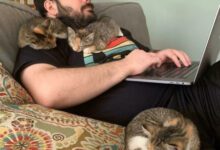 Минута отдыха Смешные моменты с котами, которые поднимут настроение Животные 