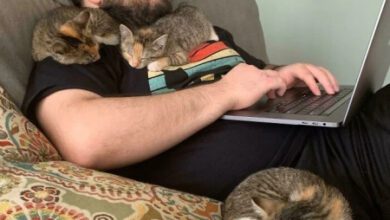 Минута отдыха Смешные моменты с котами, которые поднимут настроение Животные 