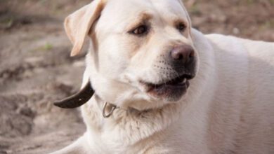 Минута отдыха Как понять, что собака действительно вас любит: 5 признаков Животные 