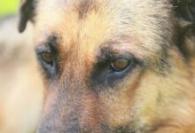 Минута отдыха Что делать, если у собаки слезятся глаза: как помочь своему питомцу Животные 