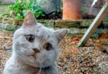 Минута отдыха Снимки питомцев, чьи мордашки передают эмоции без слов Животные 