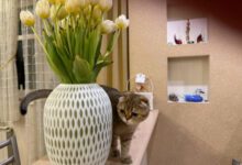 Минута отдыха Как сделать кошку счастливой: нужно повесить на стены именно это — маленькая хитрость Животные 